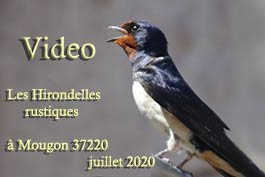 video_les_hirondelles