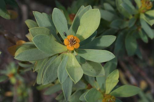 img_0294 Euphorbia balsamifera