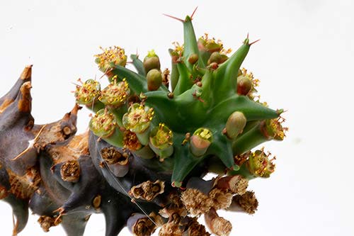 Euphorbia groenewaldii img_3308