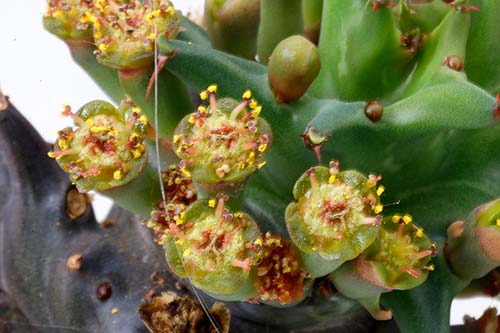 Euphorbia groenewaldii img_3309