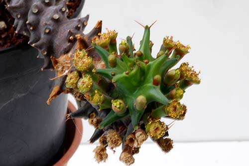 Euphorbia groenewaldii img_3311
