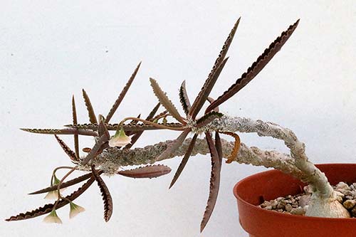 Euphorbia waringiae img_07401