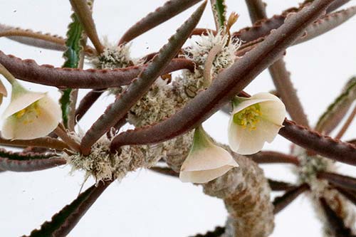 Euphorbia waringiae img_07402