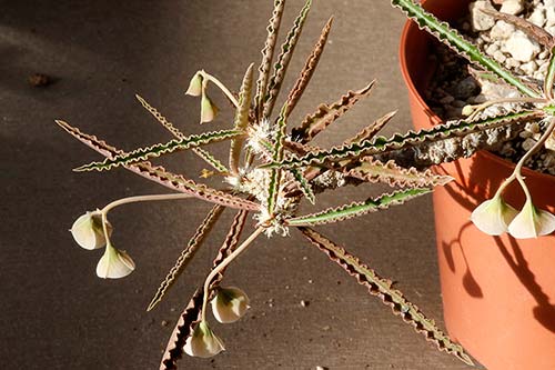 Euphorbia waringiae img_07404