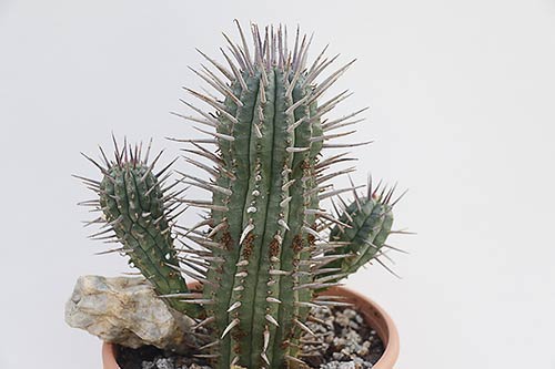 Euphorbia ferox img_3185