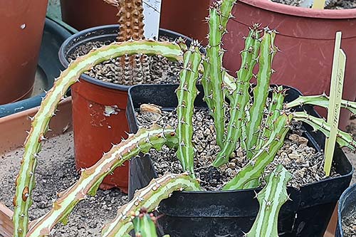 Euphorbia knithii s1133